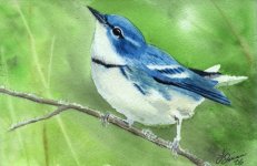 Cerulean-Warbler.jpg