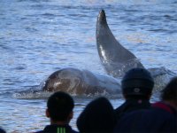 Whale & onlookers 800 pix David Hatton 72 dpi.jpg