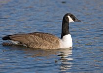 CanadaGoose.jpg