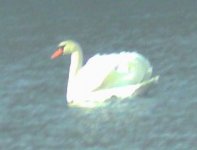 mute_swan_002.jpg