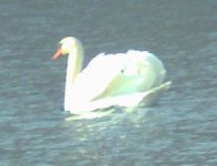 mute_swan_003.jpg