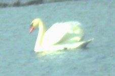 mute_swan_006.jpg