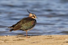 014_Lapwing.jpg