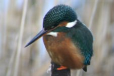 Blurry Kingfisher.jpg