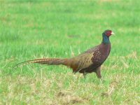 DS pheasant 'intermediate' in field  .jpg