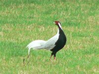 DS silver pheasant in field 2.jpg