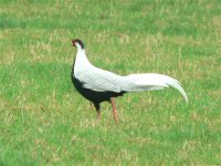 DS silver pheasant in field 3.jpg