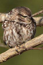 050_LittleOwl.jpg