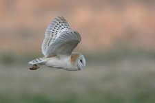 039_BarnOwl.jpg