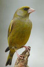 007_Greenfinch.jpg