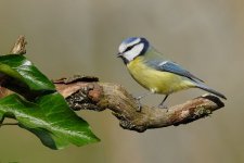 009_BlueTit.jpg