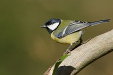 010_GreatTit.jpg