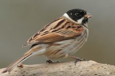 021_ReedBunting.jpg