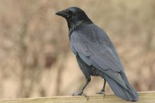 051_CarrionCrow.jpg