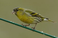 052_Siskin.jpg