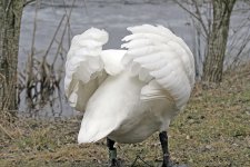 swan1.JPG