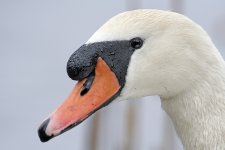 swan2.JPG