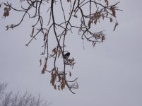 Dark-Eyed Junco 2.JPG