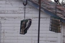 Downy Woodpecker 1.JPG