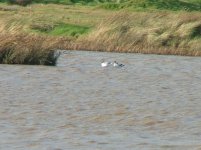 Keyhaven & Pennington Marshes 2nd December 2005 066a.jpg