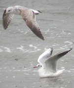 common gull 2W and black headed gull (adult) whitestown beach oct 05.jpg