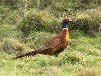 DS pheasant m in field 3.jpg