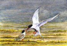 arctictern5x7sm.jpg