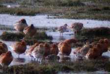 ruff and blackwits.jpg