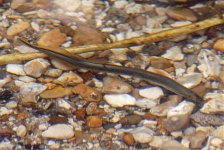 Brook-Lamprey-310312-1a.jpg