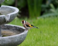 Goldfinch Garden (800x629).jpg