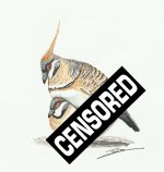 spinifex_pigeon_1_800_censored.jpg