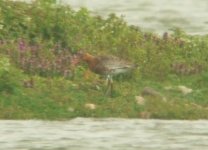 DSCF1582 Ringed BT Godwit 30-4-12 Scorton Quarry.JPG