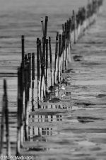 11112_Fishing nets with sandplover_02_B&W.jpg