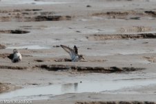 11150_SPOON-BILLED SANDPIPER.jpg