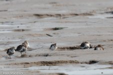 11227_SPOON-BILLED SANDPIPER.jpg