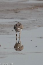 11248_Terek Sandpiper.jpg