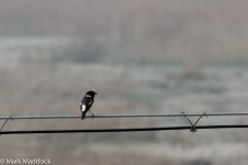 11255_Siberian Stonechat.jpg