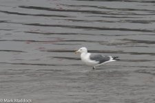 11257_Heuglin's Gull.jpg