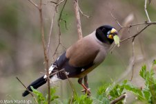 11274_Chinese Grosbeak.jpg