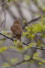 11286_Manchurian Bush Warbler_Cettia canturians canturians.jpg