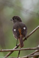 11300_Daurian Redstart_female.jpg