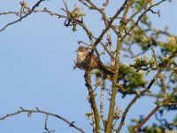 Whitethroat Coney Meadow 160512.jpg