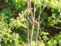 Whitethroat CM 160512.jpg