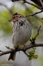 11315_Little Bunting.jpg