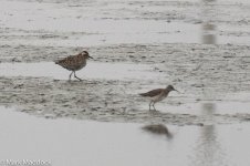 11330_PGP_Wood Sand_Record Shot.jpg