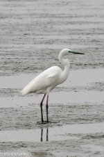 11332_Great White Egret.jpg