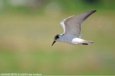 JAY_9684 Whiskered Tern.jpg