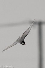 11412_Whiskered Tern.jpg