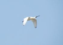 Black-faced Spoonbill.jpg