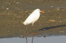 Chinese Egret.jpg